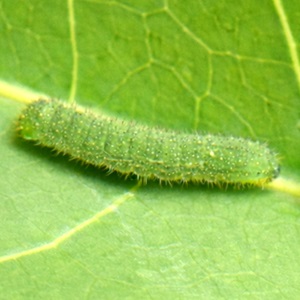 �N���e���V���`���E�c��