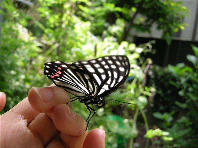 @ǎq񂳂񂪎炳ꂽAJ{VS}_