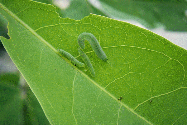 �L�c���񂪎B�e����N���e���V���`���E�c��