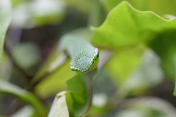 有田さんが撮影されたツマベニチョウの幼虫