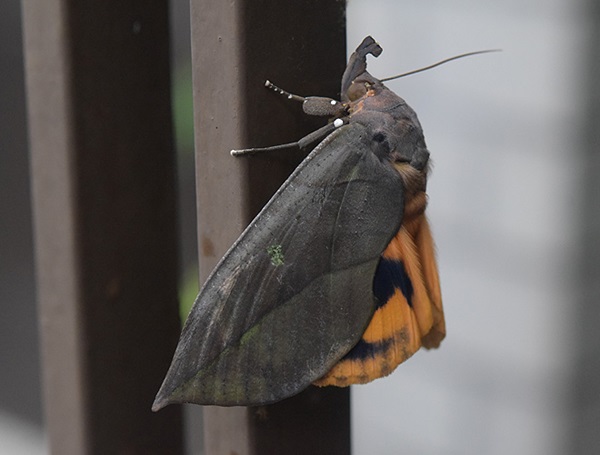 ��������B�e�@�A�P�r�R�m�n����