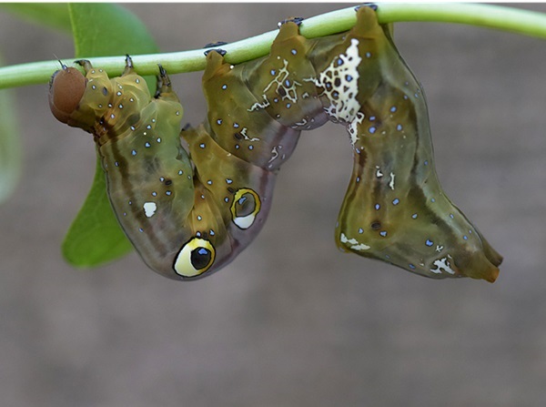 ��������B�e�@�A�P�r�R�m�n�c�� �ΐF�^