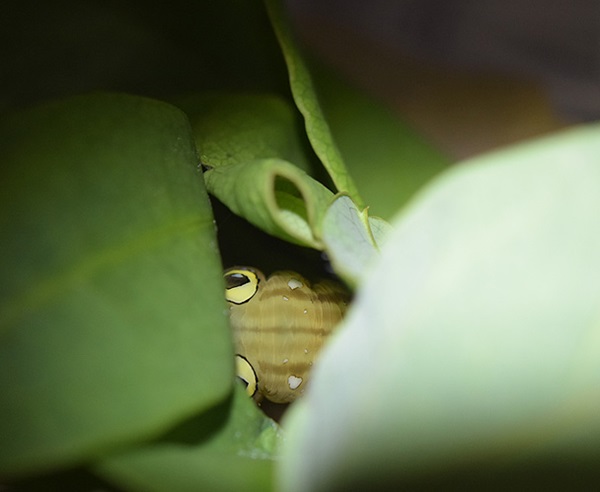 ��������B�e�@�A�P�r�R�m�n�c���@�ΐF�^