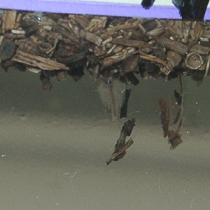 カブトエビ