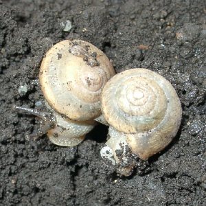 産卵 カタツムリ ナメクジの卵の駆除方法！孵化する前に駆除して植物を守る｜生活110番ニュース